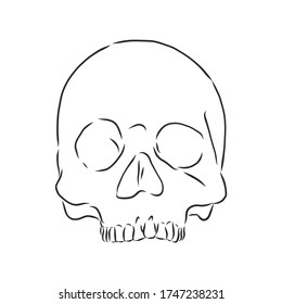 Hand painting of human skull. human skull, vector sketch illustration