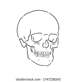 Hand painting of human skull. human skull, vector sketch illustration