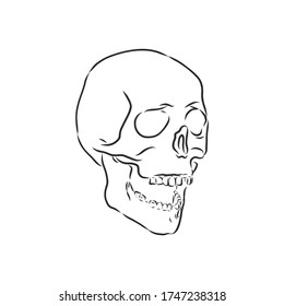 Handmalerei des menschlichen Schädels. menschlicher Schädel, Vektorgrafik