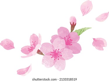 Hand Painting Watercolor Illustration of Cherry Blossoms One Point