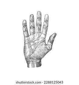 Hand palm, vector illustration in engraving style, vintage drawn sketch