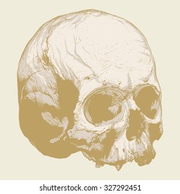 Hand panache of a human skull on a beige background.