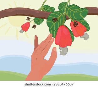 A hand picking a cashew from the tree, a typical fruit from northeastern Brazil. vector illustration.