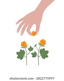Hand picking Cloudberries from plant, wild berry harvest flat vector illustration