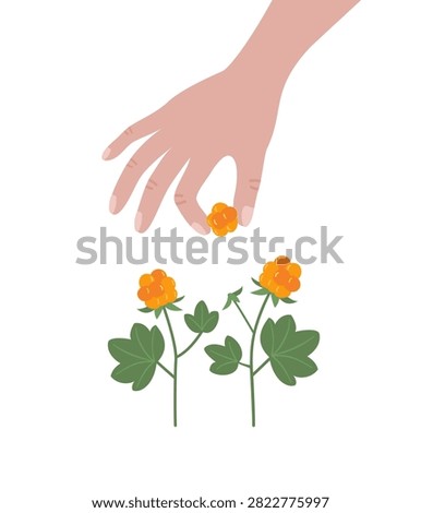 Hand picking Cloudberries from plant, wild berry harvest flat vector illustration