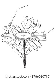 Hand Picking a Daisy Flower