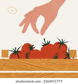 Hand picking fresh organic tomato from the wooden box. Organic vegetable market illustration.