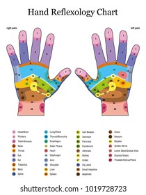 Hand reflexology. Alternative acupressure and physiotherapy health treatment. Zone massage chart with colored areas. Numbering and listing of names of internal organs and body parts.