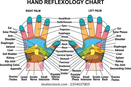 Hand reflexology chart with an accurate description of the corresponding internal organs and body parts. Vector illustration over white background. EPS format +300dpi