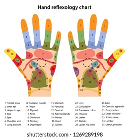 Hand reflexology chart with description of the corresponding internal and body parts. Acupuncture points on the hands. Vector illustration over white background.