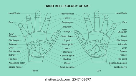 Hand Reflexology Chart with Green Background. Simple Black Line Illustration of Reflex Zones