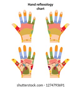 Hand reflexology chart. Palm and dorsal side. Acupuncture points on the hands. Vector illustration over white background.