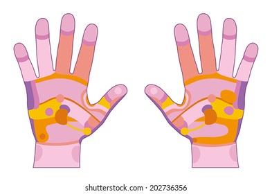Hand reflexology illustration with different pink and orange colors concerning the corresponding internal organs and body parts. Vector illustration over white background.