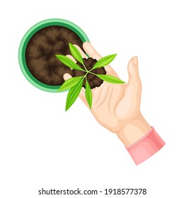 Hand Setting Young Plant or Sprout in Soil in Flower Pot Vector Illustration