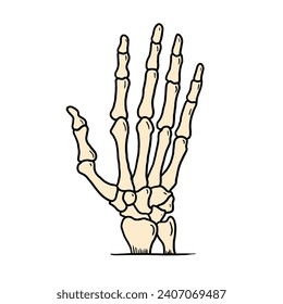 hand skeleton bone vector illustration