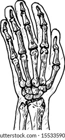 A hand skeleton. Hand drawn vector illustration. 