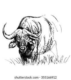 Hand Sketch African Buffalo