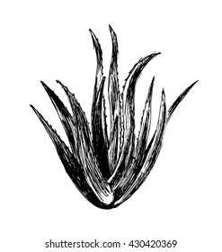 Hand sketch aloe vera plant. Vector illustration