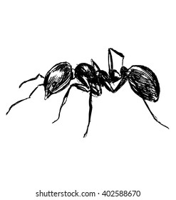 Hand Sketch Ant