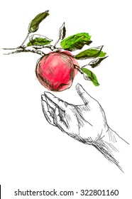hand sketch hand and an apple