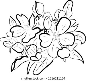 
hand sketch apple twig