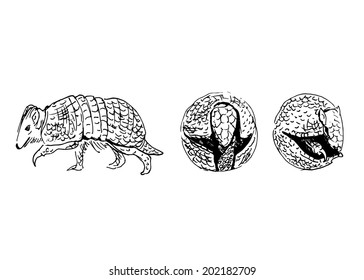 Hand sketch armadillo. Vector illustration