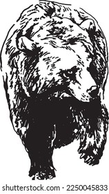 Hand sketch of a bear. Vector illustration.