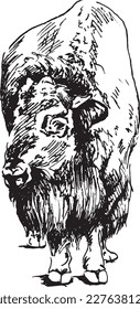 Hand sketch bison. Vector illustration.