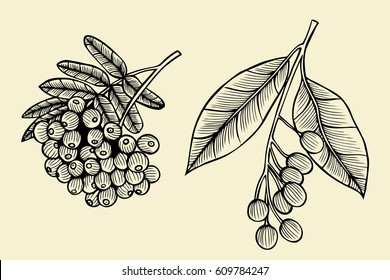 Hand sketch - branch of the rowanberry. Vector illustration isolated on beige