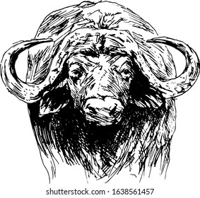 Hand sketch buffalo. Vector illustration