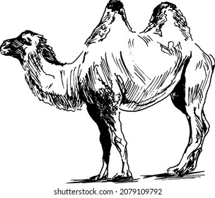 Hand sketch of a camel. Vector illustration.