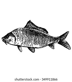 hand sketch carp