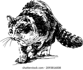 Hand sketch of a cat. Vector illustration.