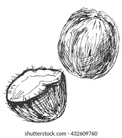 Hand sketch Coconuts. Vector illustration
