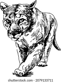 Hand sketch of a cougar. Vector illustration.