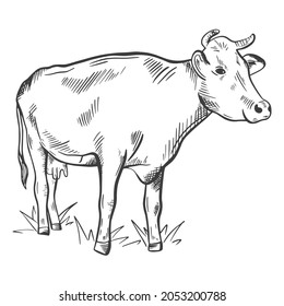 Hand sketch cow isolated object. Cattle breeding, agriculture. The cow is standing in the meadow. Vector illustration of livestock, vintage.