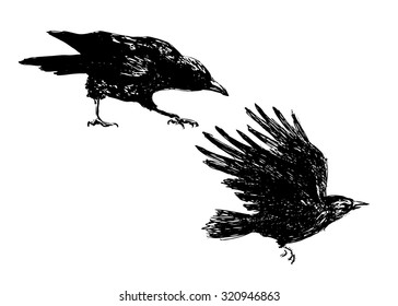 hand sketch of crows