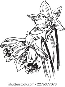 Esbozo manual de daffodils. Ilustración vectorial.