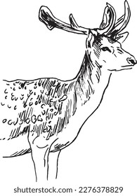 Hand sketch of a fallow deer. Vector illustration.