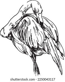 Hand sketch of flamingo. Vector illustration.