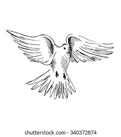 hand sketch flying dove