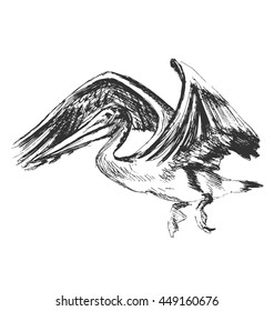 Hand Sketch Of A Flying Pelican. Vector Illustration