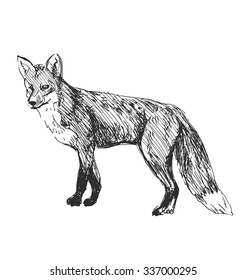 Hand Sketch Fox