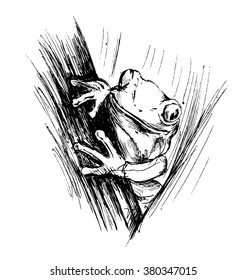 Hand sketch frogs