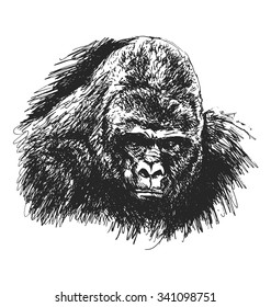 hand sketch gorilla head