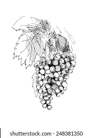 Hand sketch grapes. Vector illustration
