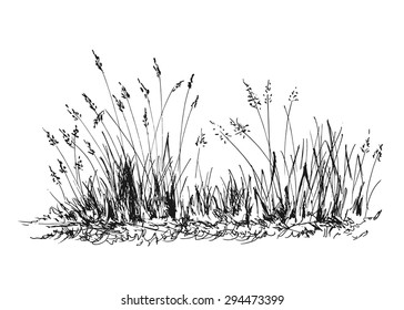 Hand Sketch Grass