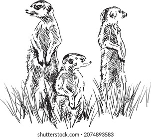Hand sketch group meerkats  Vector illustration 