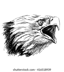 Hand sketch head bald eagles. Vector illustration