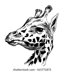 Hand sketch head giraffe. Vector illustration